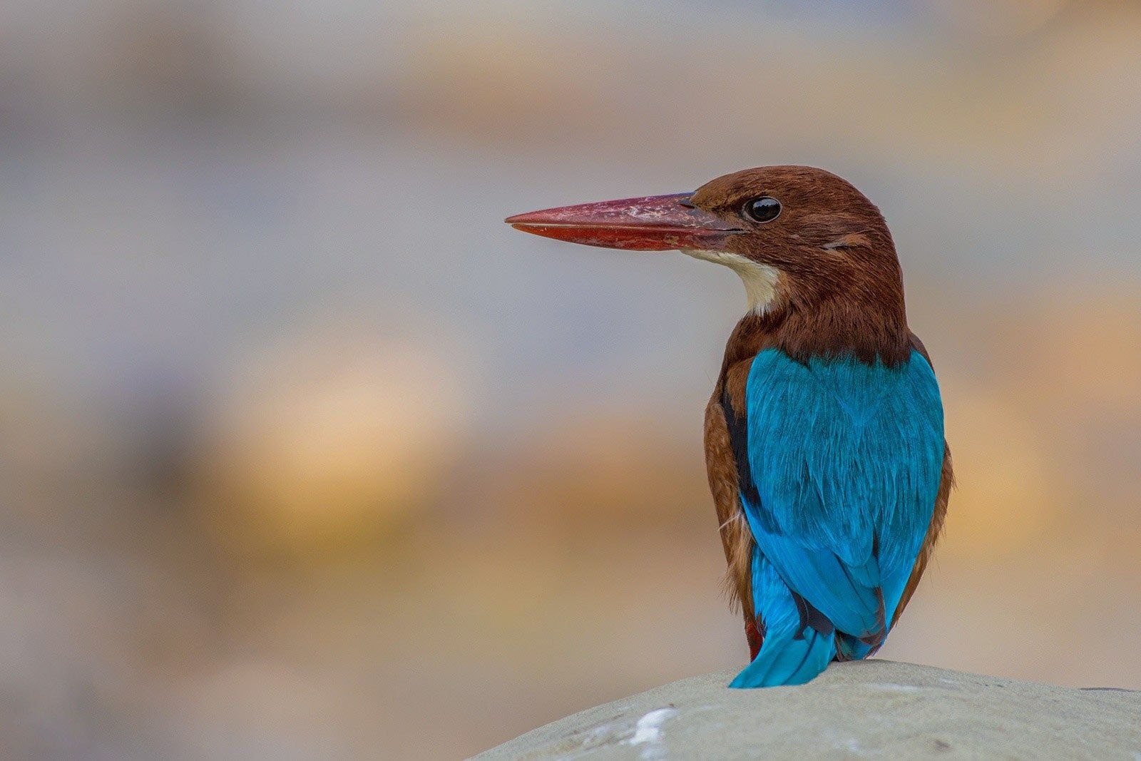 Birding in Indian wildlife destination