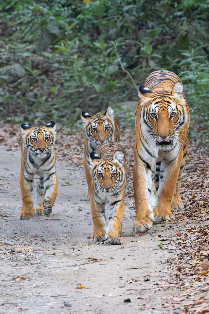 Wildlife in Indian forest